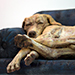 A Summer Nap